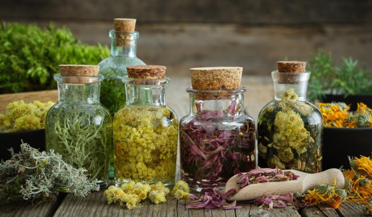 StarkGreen - Program Tanaman TOGA